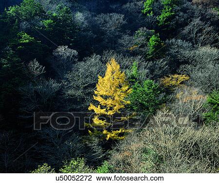 trees, nature, forest, outdoors, scenery, autumn View Large Photo Image Stock Image - trees, nature, forest, outdoors, scenery, autumn. Fotosearch