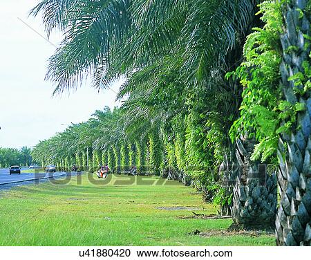 Stock Image - trees, outdoors, roadside, sky, city, Australia. Fotosearch