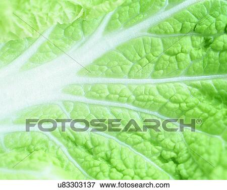 Vegetables, foods, fresh, nature, leaf View Large Photo Image Stock Photo - Vegetables, foods, fresh, nature, leaf. Fotosearch
