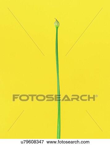 Stock Photo - Vegetables, foods, fresh, nature, leek. Fotosearch