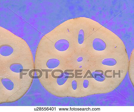 Stock Image - Vegetables, foods, fresh, nature, lotus root, slices. Fotosearch