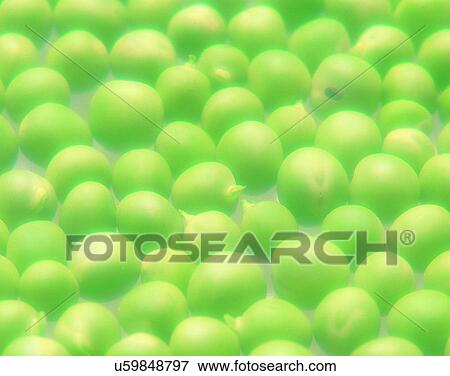 Vegetables, foods, fresh, nature, peas, pile View Large Photo Image Stock Photo - Vegetables, foods, fresh, nature, peas, pile. Fotosearch