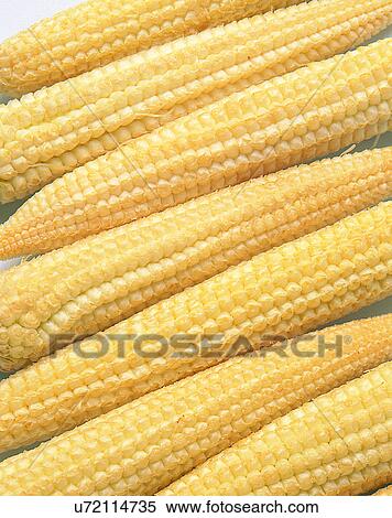 Stock Photography - Vegetables, foods, fresh, nature, pile, baby corns. Fotosearch