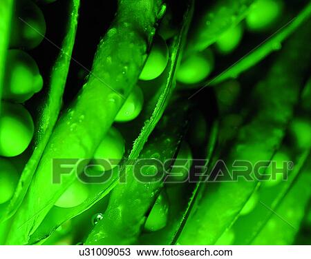 Vegetables, foods, fresh, nature, water, green peas View Large Photo Image Stock Image - Vegetables, foods, fresh, nature, water, green peas. Fotosearch