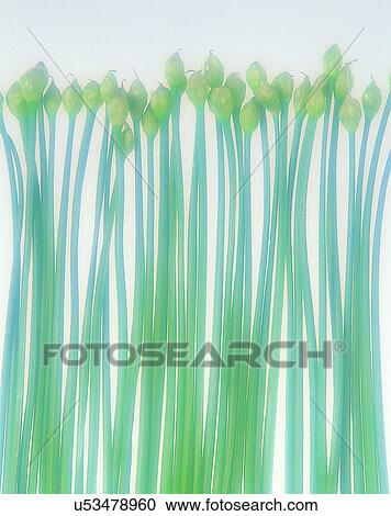 Vegetables, foods, fresh, nature, leeks, line up View Large Photo Image Stock Image - Vegetables, foods, fresh, nature, leeks, line up. Fotosearch