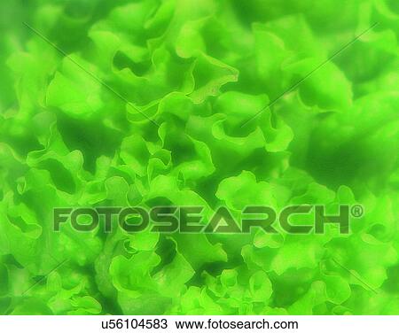 Stock Image - Vegetables, foods, fresh, nature, leaves, lettuce. Fotosearch