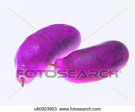 Vegetables, foods, fresh, nature, purple, papaya View Large Photo Image Stock Image - Vegetables, foods, fresh, nature, purple, papaya. Fotosearch