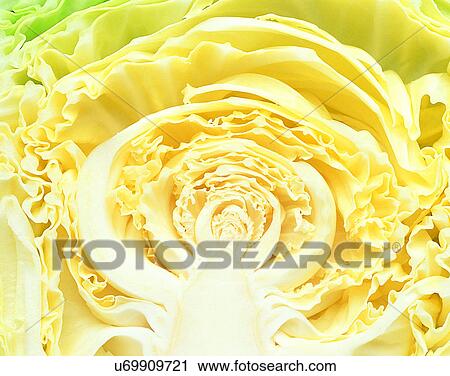 Vegetables, foods, fresh, nature, cabbage, section View Large Photo Image Stock Image - Vegetables, foods, fresh, nature, cabbage, section. Fotosearch