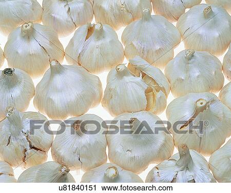 Vegetables, foods, fresh, nature, bunch, garlic View Large Photo Image Stock Image - Vegetables, foods, fresh, nature, bunch, garlic. Fotosearch