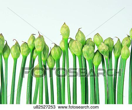 Vegetables, foods, fresh, nature, leeks, line up View Large Photo Image Stock Image - Vegetables, foods, fresh, nature, leeks, line up. Fotosearch