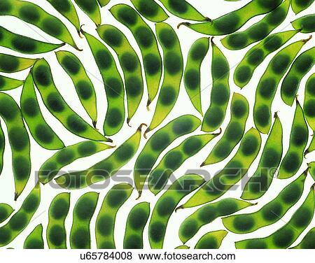 Stock Photo - Vegetables, foods, fresh, nature, bunch, green peas. Fotosearch