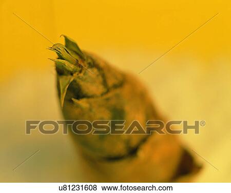 Stock Photo - Vegetables, foods, fresh, nature, close-up, bamboo shoot. Fotosearch