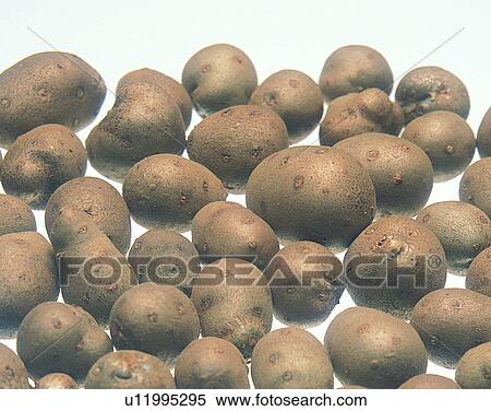 Vegetables, foods, fresh, nature, potatoes, bunch View Large Photo Image Stock Photography - Vegetables, foods, fresh, nature, potatoes, bunch. Fotosearch