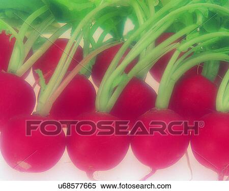 Vegetables, foods, fresh, nature, radishes View Large Photo Image Stock Photography - Vegetables, foods, fresh, nature, radishes. Fotosearch
