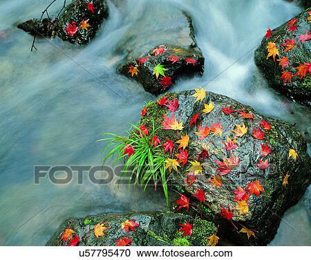 water, nature, leaves, outdoors, scenery, autumn View Large Photo Image Stock Image - water, nature, leaves, outdoors, scenery, autumn. Fotosearch