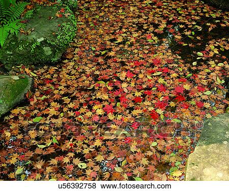 water, nature, leaves, outdoors, scenery, autumn View Large Photo Image Stock Photo - water, nature, leaves, outdoors, scenery, autumn. Fotosearch