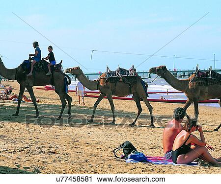 water, outdoors, camels, people, beach, Australia View Large Photo Image Stock Image - water, outdoors, camels, people, beach, Australia. Fotosearch