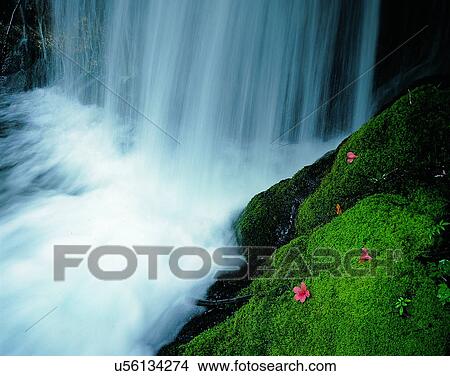 Picture - waterfall, nature, outdoors, rocks, flower, moss. Fotosearch