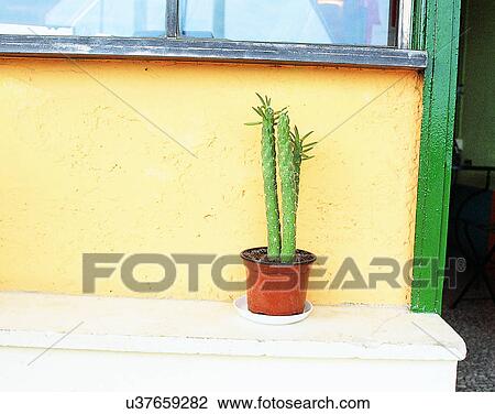 window, outdoors, flowerpot, cactus, bench, Aegean sea View Large Photo Image Stock Image - window, outdoors, flowerpot, cactus, bench, Aegean sea. Fotosearch