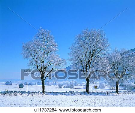 winter, nature, scenery, outdoors, snow, trees View Large Photo Image Picture - winter, nature, scenery, outdoors, snow, trees. Fotosearch