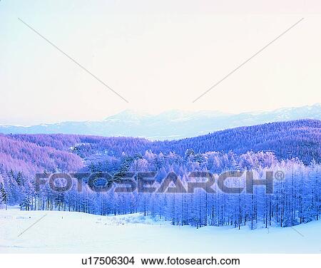 Picture - winter, nature, scenery, outdoors, snow, forest. Fotosearch