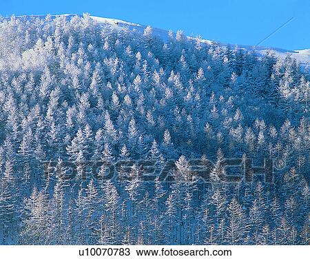 winter, nature, scenery, outdoors, snow, forest View Large Photo Image Stock Image - winter, nature, scenery, outdoors, snow, forest. Fotosearch
