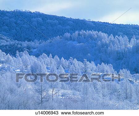 Stock Image - winter, nature, scenery, outdoors, snow, trees. Fotosearch