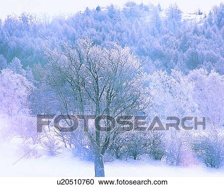 Stock Image - winter, nature, scenery, outdoors, snow, forest. Fotosearch