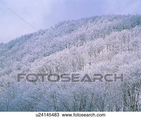 winter, nature, scenery, outdoors, snow, trees View Large Photo Image Stock Image - winter, nature, scenery, outdoors, snow, trees. Fotosearch