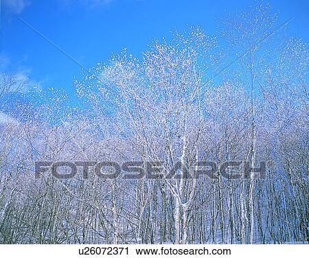 Stock Image - winter, nature, scenery, outdoors, snow, trees. Fotosearch