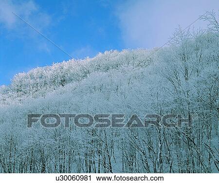 Stock Image - winter, nature, scenery, outdoors, snow, trees. Fotosearch