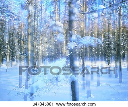 Stock Image - winter, nature, scenery, outdoors, snow, forest. Fotosearch
