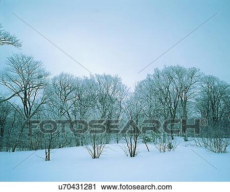 winter, nature, scenery, outdoors, snow, trees View Large Photo Image Stock Image - winter, nature, scenery, outdoors, snow, trees. Fotosearch