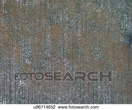 winter, nature, scenery, outdoors, snow, forest View Large Photo Image Stock Image - winter, nature, scenery, outdoors, snow, forest. Fotosearch