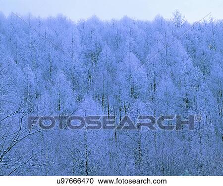 winter, nature, scenery, outdoors, snow, forest View Large Photo Image Stock Image - winter, nature, scenery, outdoors, snow, forest. Fotosearch