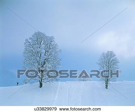 Stock Photo - winter, nature, scenery, outdoors, snow, trees. Fotosearch