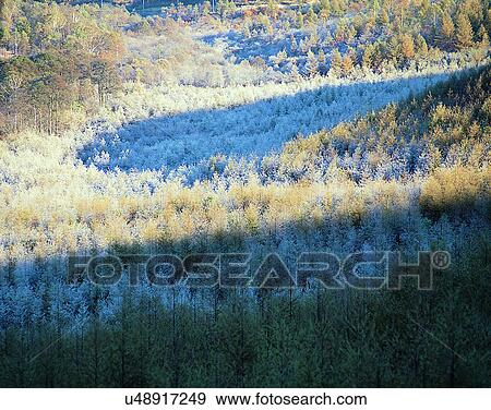 winter, nature, scenery, outdoors, snow, forest View Large Photo Image Stock Photo - winter, nature, scenery, outdoors, snow, forest. Fotosearch