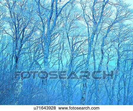 Stock Photo - winter, nature, scenery, outdoors, snow, trees. Fotosearch