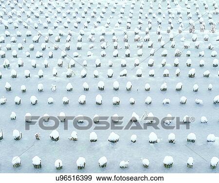 Stock Photo - winter, nature, scenery, outdoors, snow, pattern. Fotosearch