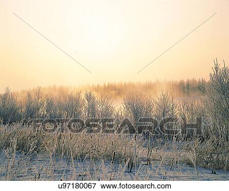 winter, nature, scenery, outdoors, snow, plants View Large Photo Image Stock Photo - winter, nature, scenery, outdoors, snow, plants. Fotosearch