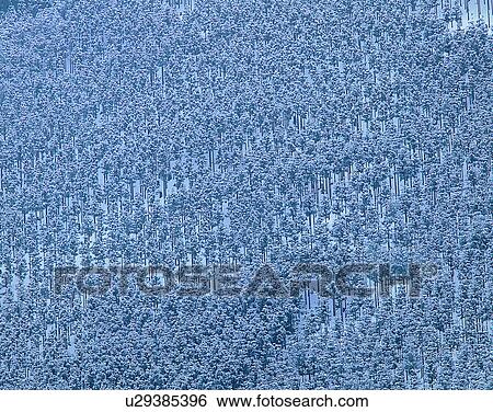 Stock Photograph - winter, nature, scenery, outdoors, snow, forest. Fotosearch