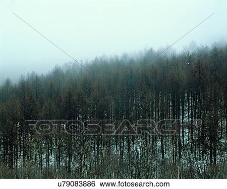 winter, nature, scenery, outdoors, snow, forest View Large Photo Image Stock Photograph - winter, nature, scenery, outdoors, snow, forest. Fotosearch