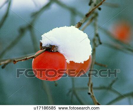 winter, nature, scenery, outdoors, snow, close-up View Large Photo Image Stock Photography - winter, nature, scenery, outdoors, snow, close-up. Fotosearch