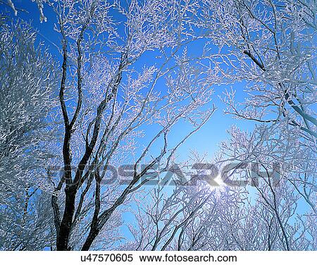 Stock Photography - winter, nature, scenery, outdoors, snow, trees. Fotosearch