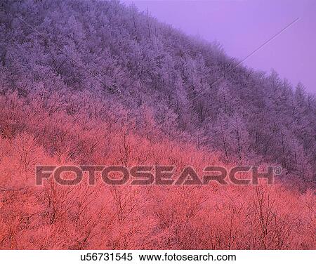 Stock Photography - winter, nature, scenery, outdoors, trees, forest. Fotosearch