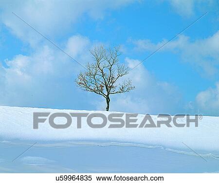 Stock Photography - winter, nature, scenery, outdoors, snow, tree. Fotosearch