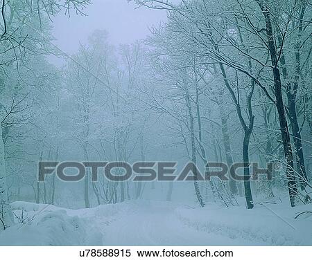 Stock Photography - winter, nature, scenery, outdoors, snow, forest. Fotosearch