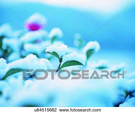 winter, outdoors, snow, close-up, flowers, leaves View Large Photo Image Stock Image - winter, outdoors, snow, close-up, flowers, leaves. Fotosearch