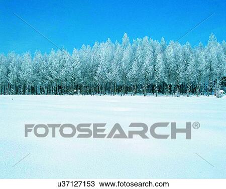 Stock Image - winter, outdoors, snow, sky, trees, forest. Fotosearch