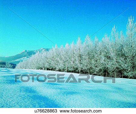 Stock Image - winter, outdoors, snow, sky, trees, forest. Fotosearch